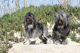 PETIT CHIEN LION 019